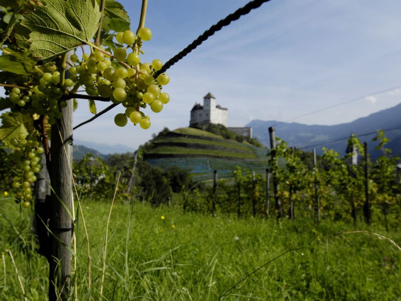 Vineyard with castle