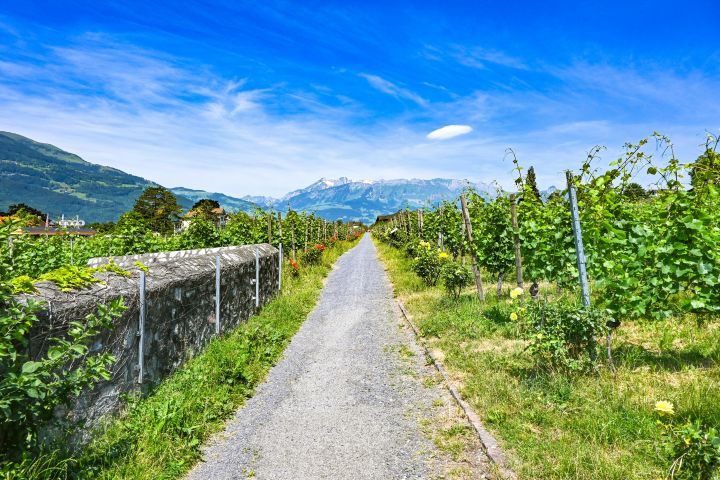 Path through the vineyards